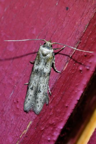 Blastobasis phycidella